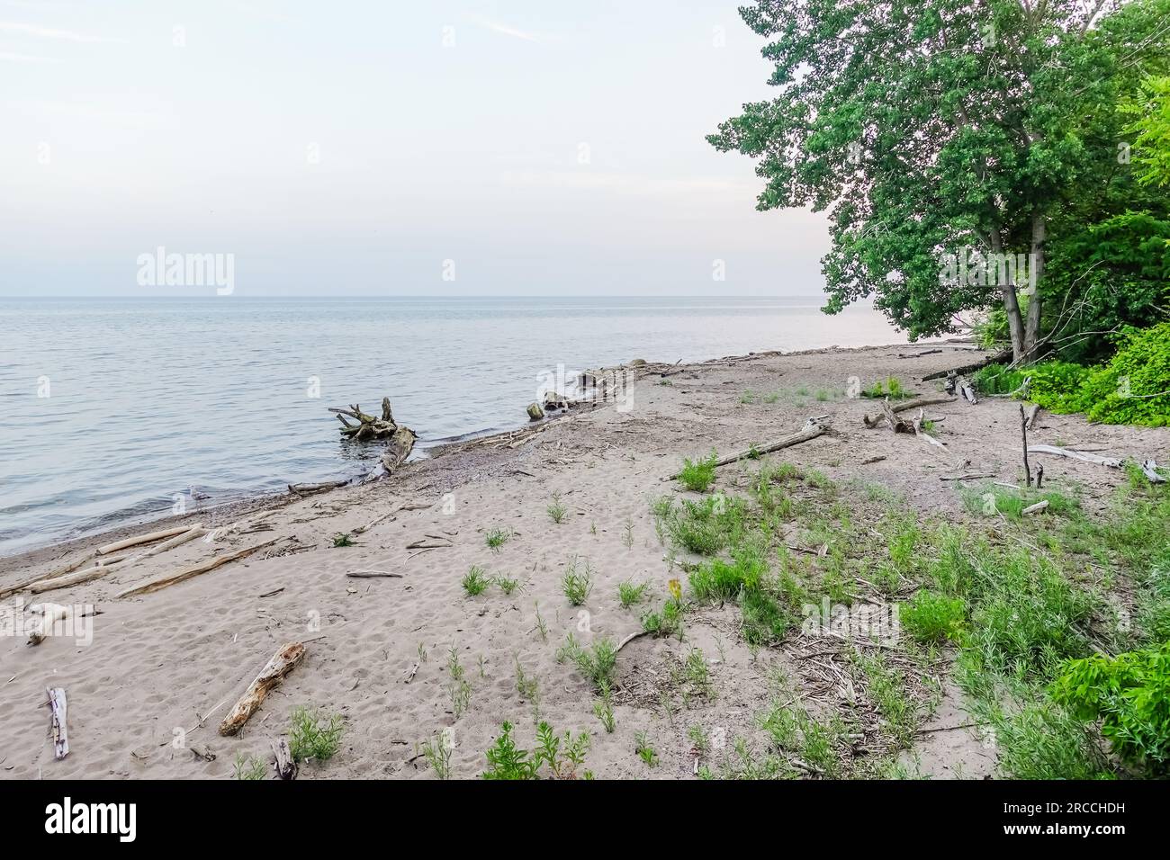 Ein ungepflegter und schlechter Strand voller grober Sand und Gräser in Toronto Kanada Stockfoto