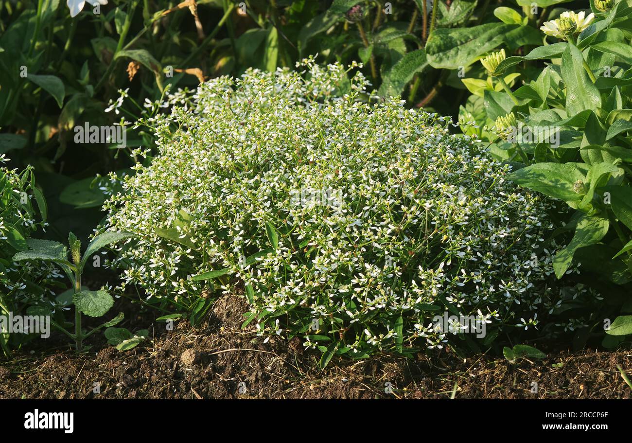 Zierpflanze Euphorbia hypericifolia in Blüte, ein blühender Haufen heller weißer Blumen mit grünen Blättern. Stockfoto