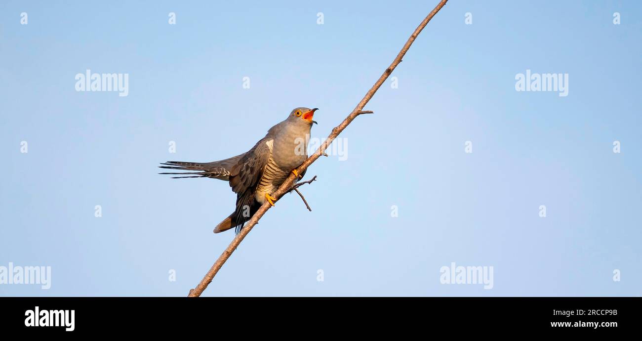 Kuckuckuck von Baum zu Baum, landet auf einem Ast und fliegt im Himmel, das beste Foto. Stockfoto