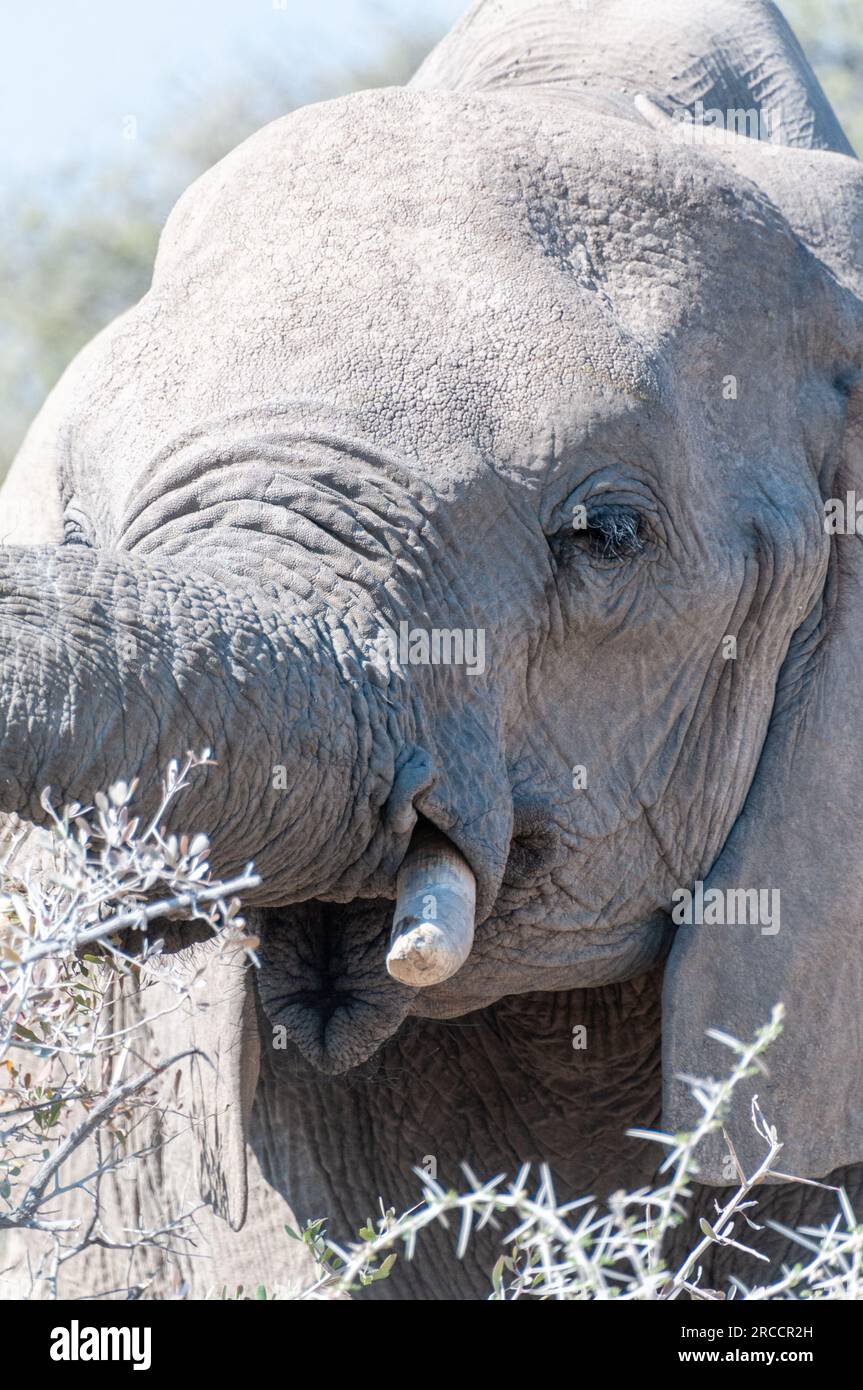 Extreme Nahaufnahme eines riesigen afrikanischen Elefanten - Loxodonta Africana -, der auf den Ebenen des Etosha-Nationalparks, Namibia weidet. Stockfoto