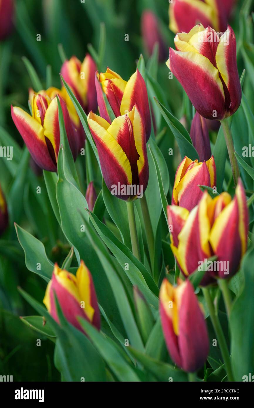 Tulip Gavota, tulipa Gavota, dunkelmahagonirot, Tulpe mit Creme- und Zitronenrand Stockfoto