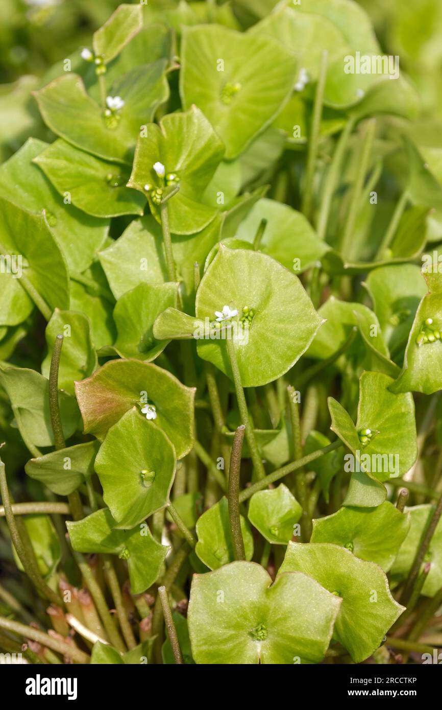 Claytonia perfoliata, Minersalat, indischer Salat, Winterportulak, Blütenpflanze, Speisepflanzen, Wintergemüse, Stockfoto