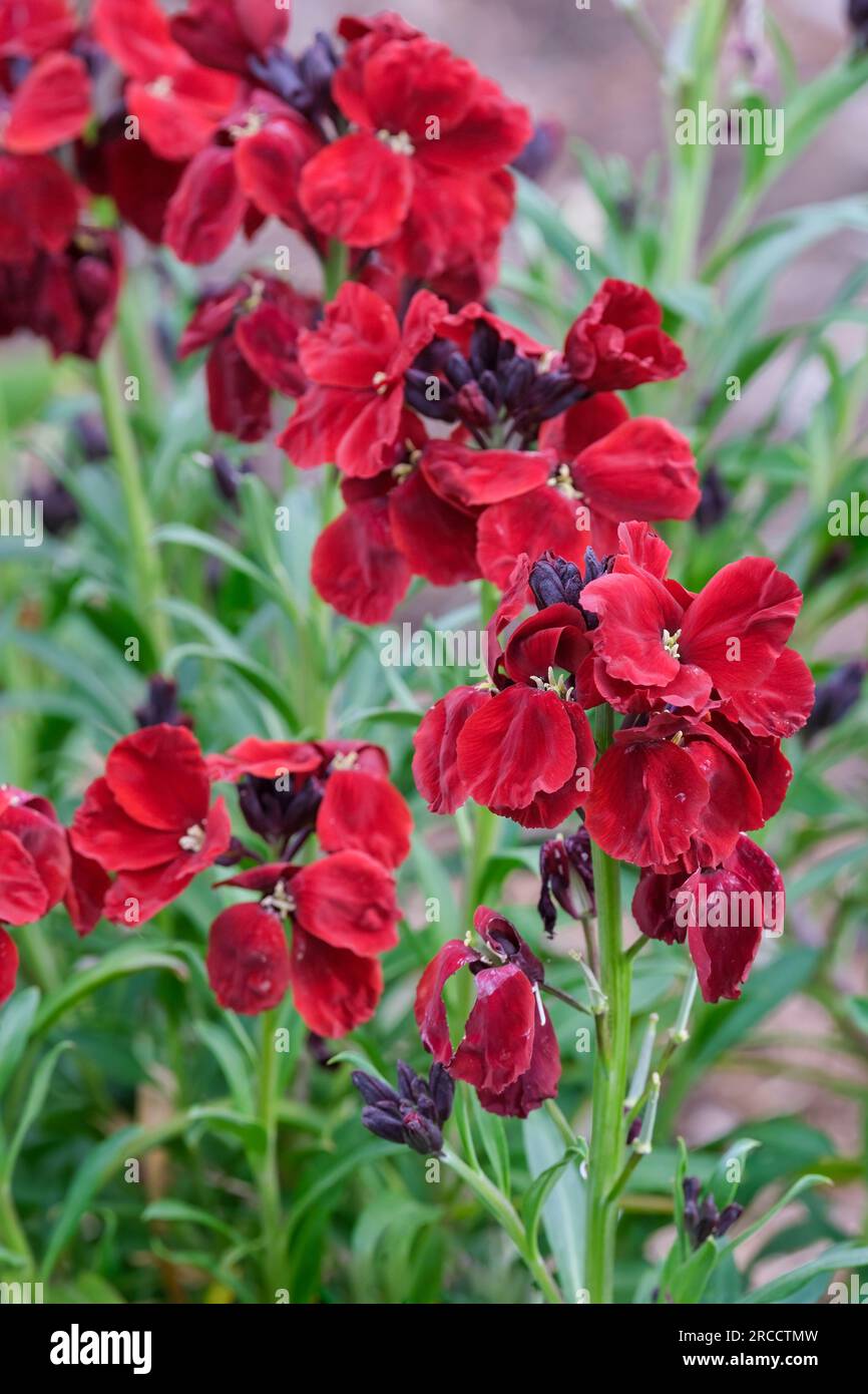 Erysimum cheiri Blood Red, Wallflower Blood Red, Erysimum cheiri Blood Red Covent Garden, Erysimum cheiri Covent Garden, ganzjährig mit tiefrotem Floß Stockfoto