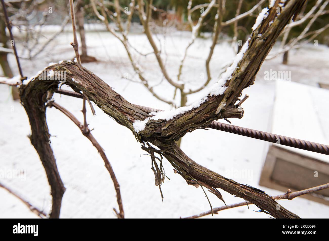 Winterende Weinrebe in verschneiter Natur. Winterzeit. Landwirtschaft. Umweltfreundliche Landwirtschaft. Weinbau. Weinbau. Auf Dem Land. Im Winter schneebedeckte Natur Stockfoto