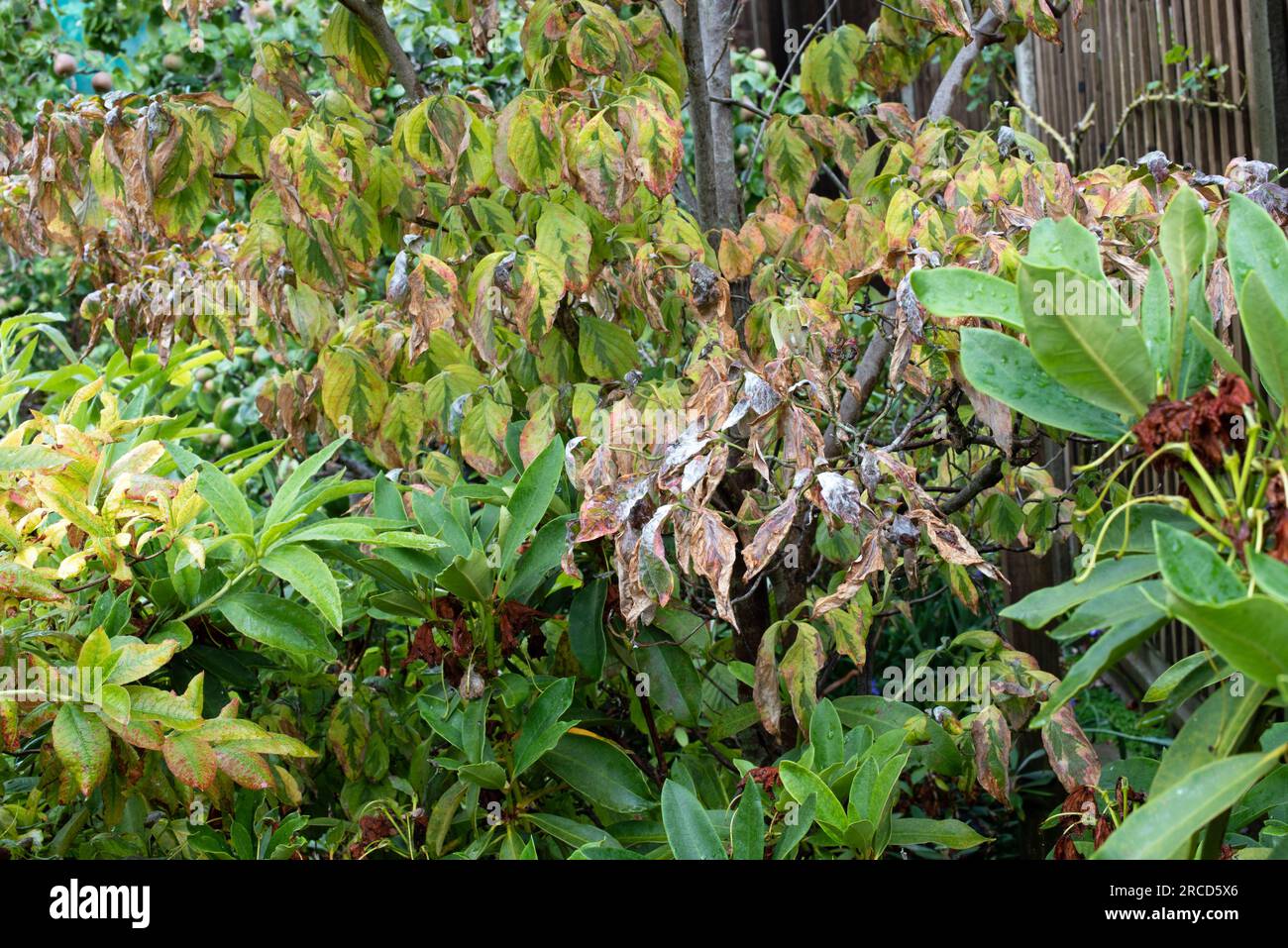 Cornus anthracnose, Hundewald anthracnose. Stockfoto