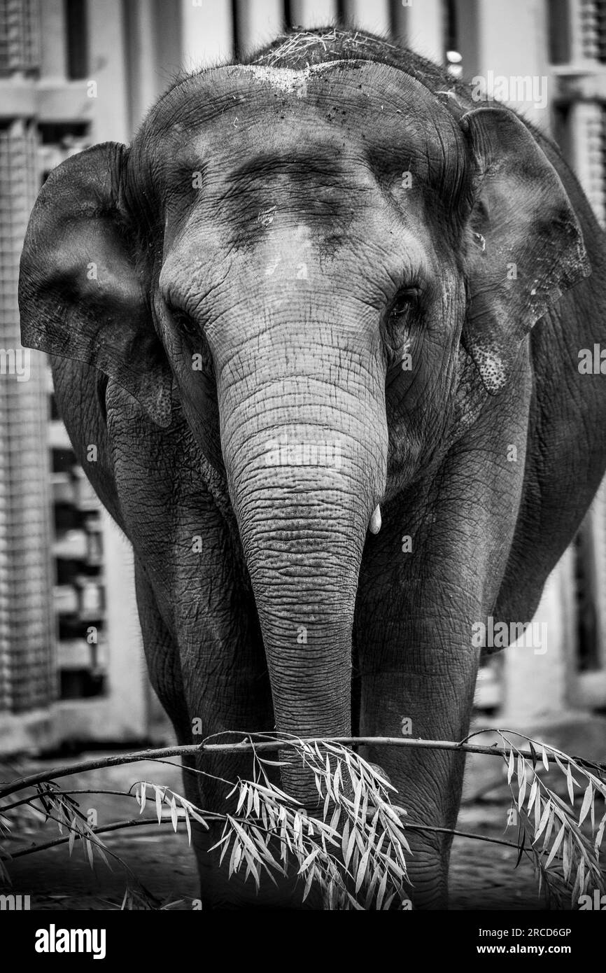 Ein Schwarzweiß-frontales Porträt eines grauen Elefanten in einem Zoo in Belgien. Das große pflanzenfressende Säugetier läuft herum und hält einige Äste w Stockfoto