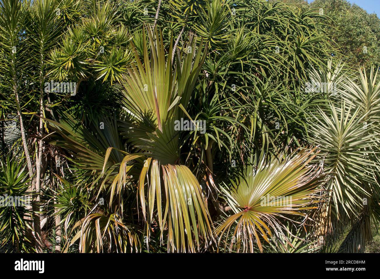 Gemischte Grünpflanzen im subtropischen australischen Privatgarten in Queensland. Mischung aus einheimischen und exotischen Arten von Bäumen und Sträuchern. Stockfoto