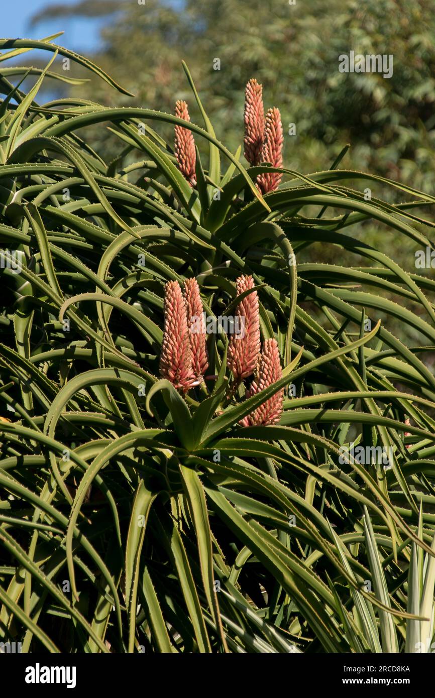 Große lachsrosa röhrenförmige Blüten von Aloe Barberae, Baumaloe aus Südafrika, die in subtropischen australischen Gärten in Queensland wachsen. Im Winter Stockfoto