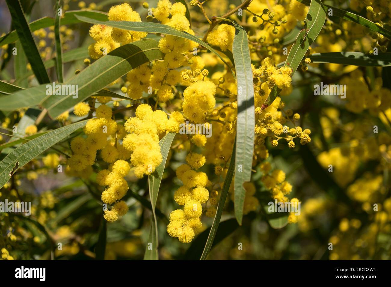Nahaufnahme von australischer einheimischer Acacia macradenia, Zickzack-Wappern. Hunderte von hellgelben, duftenden, kugeligen Blumen. Queensland Garden im Winter. Stockfoto