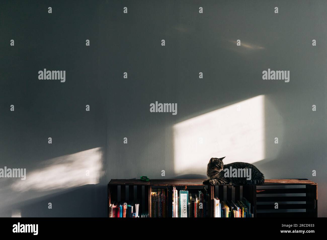 Katze ruht sich am späten Nachmittag auf einem Bücherregal aus Stockfoto