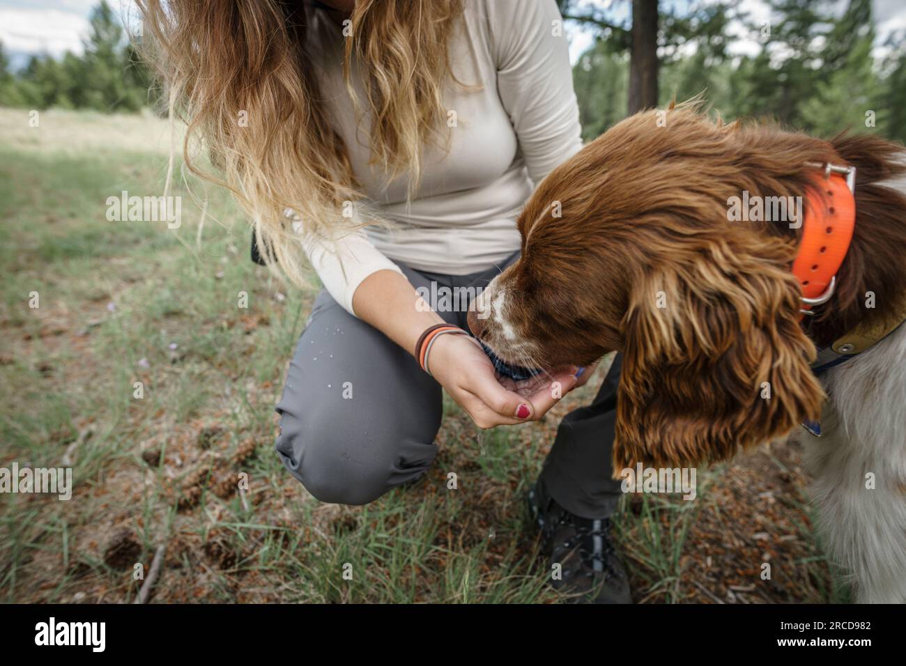 Nahaufnahme des Hundes, der aus der Hand junger Frauen in natürlicher Umgebung trinkt Stockfoto