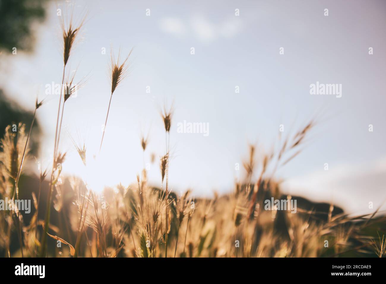 Geringe Öffnung von Weizen mit Sonne im Hintergrund (Hintergrund unscharf) Stockfoto