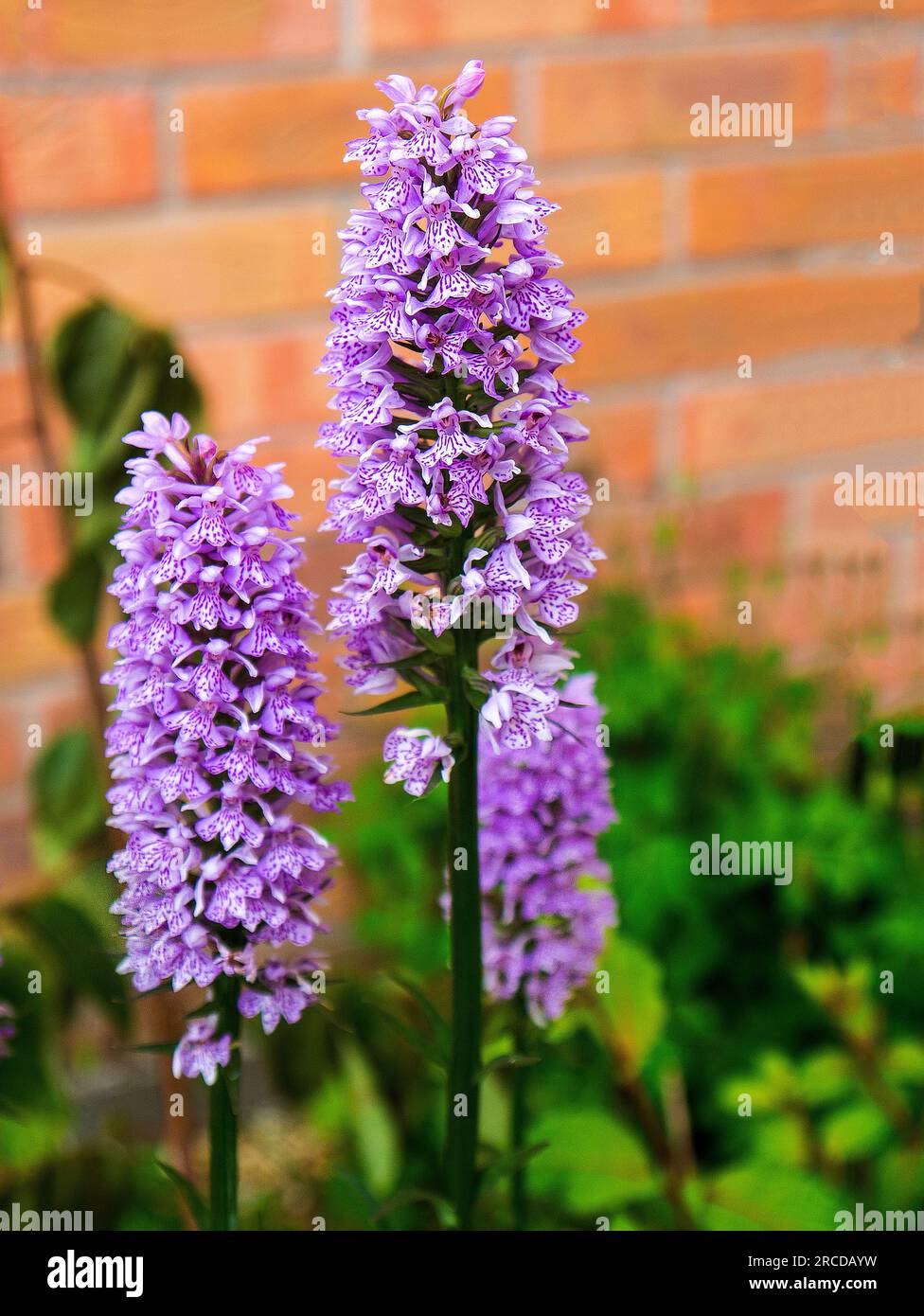 Wiese Orchidee in einem Garten in Nordengland Stockfoto