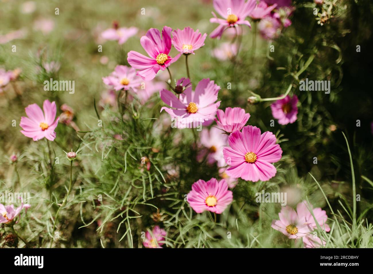 Rosa Texas Wildblumen im Sommer Stockfoto