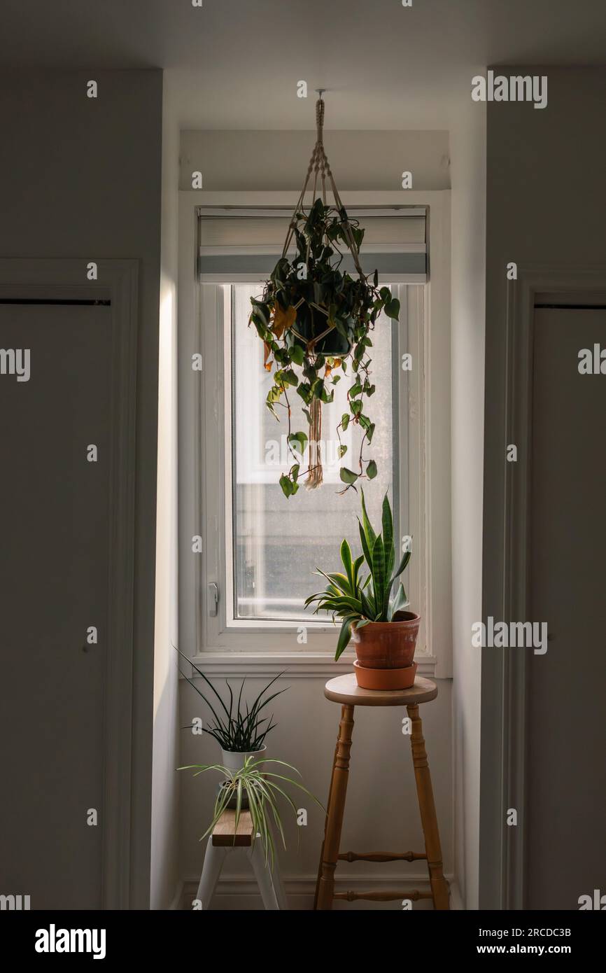 Moody-Schlafzimmerpflanzen im Sonnenlicht Stockfoto