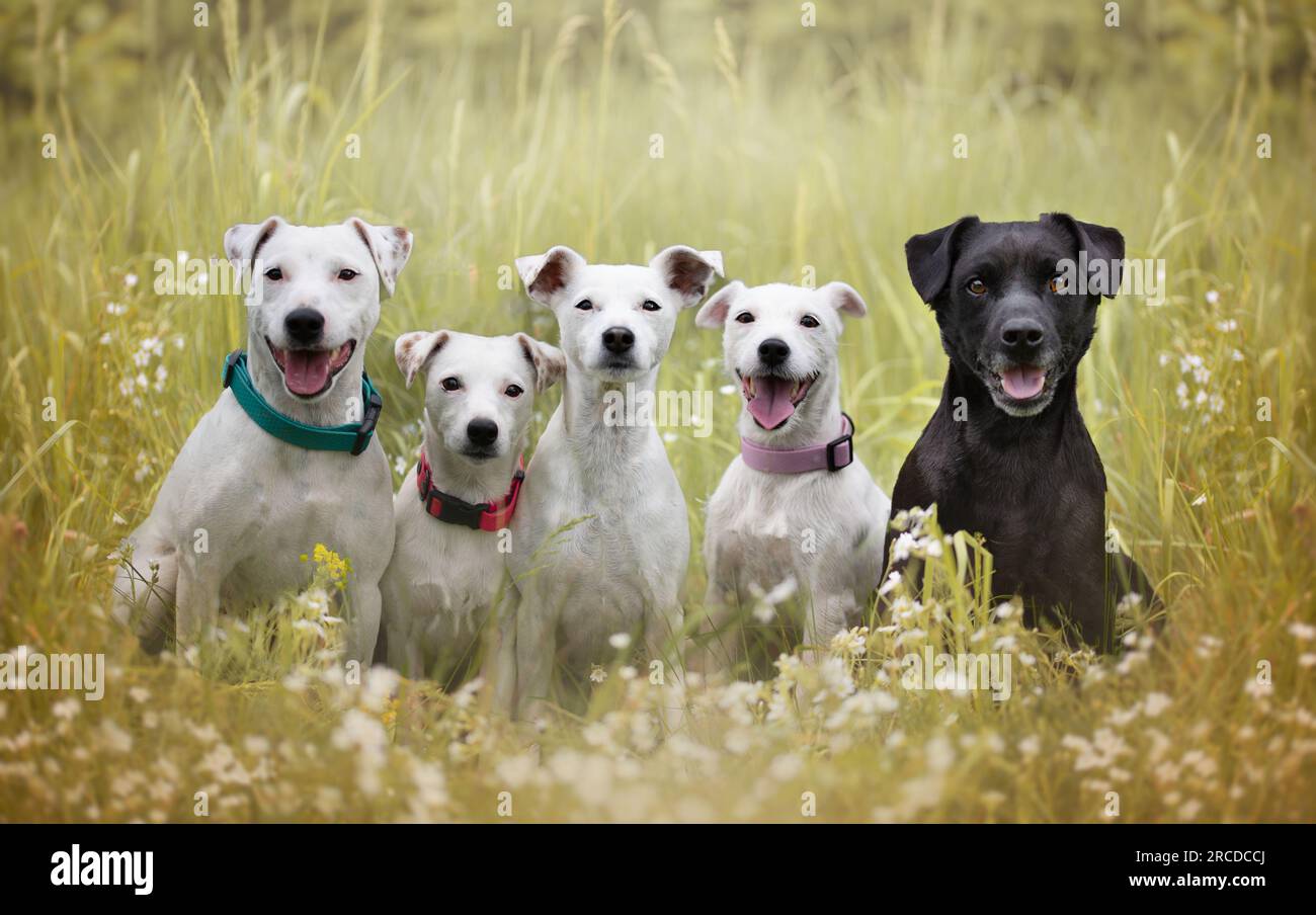 Eine Gruppe von Hunden, die im Wald sitzen. Hundeschlittenrennen. Stockfoto