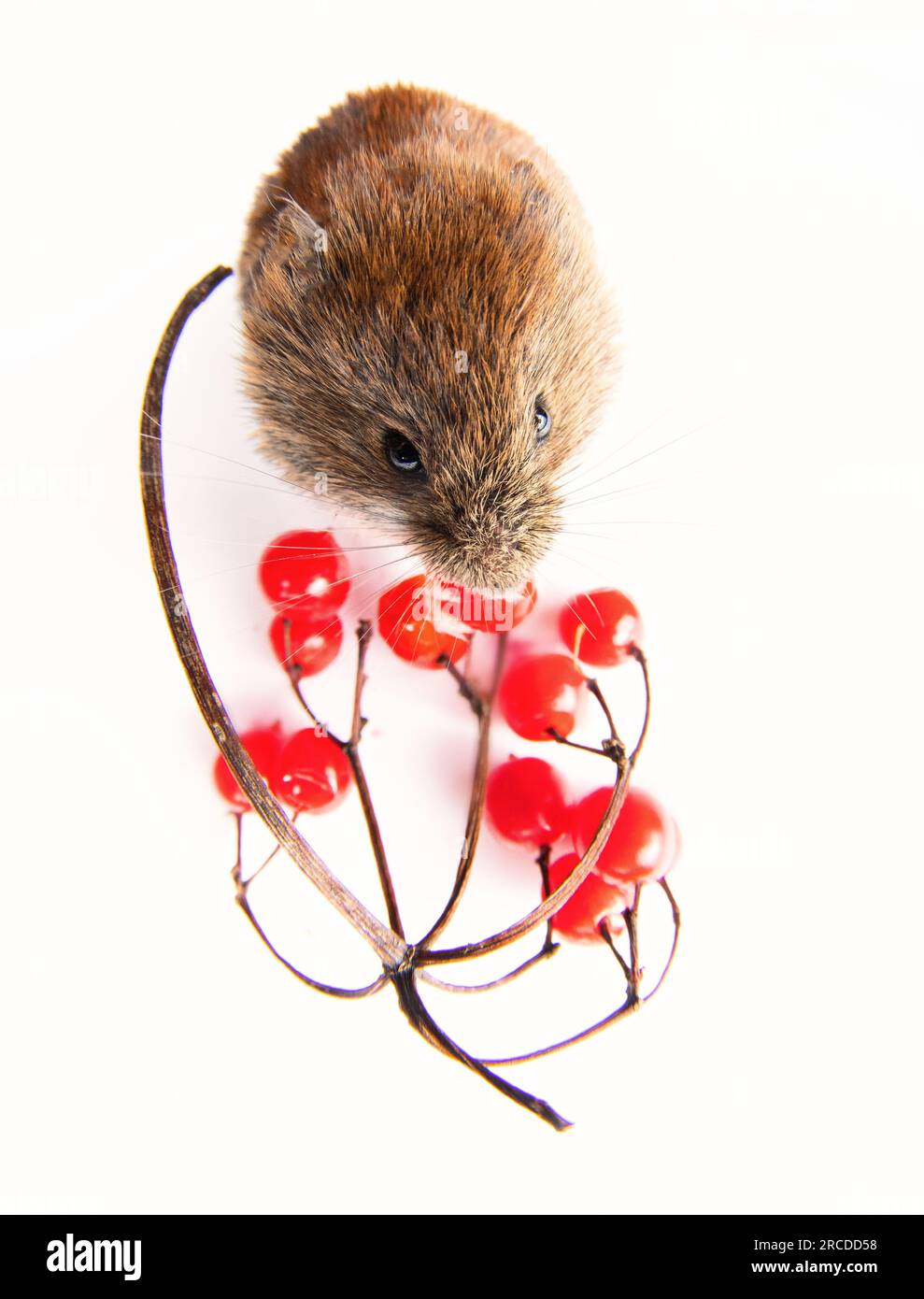 Borealwälder Beeren mit Graubeitel (Clethrionomys rufocanus) und reifer roter europäischer Hundehai (Viburnum opulus) sind die bevorzugten Lebensmittel. Isoliert auf w Stockfoto