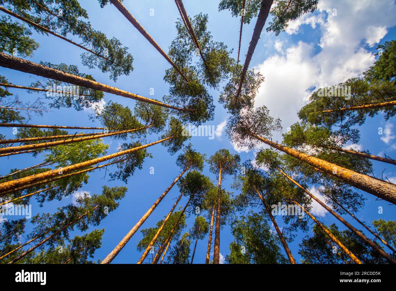 Dicker europäischer Kiefernbaum am Sommernachmittag. Perspektivische Sicht von unten auf die Baumkronen. Scots Pine (Pinus sylvestris). Archan Stockfoto