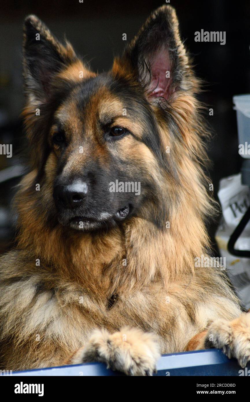 Das deutsche Schäferporträt hängt an der Stalltür des Hauses Stockfoto