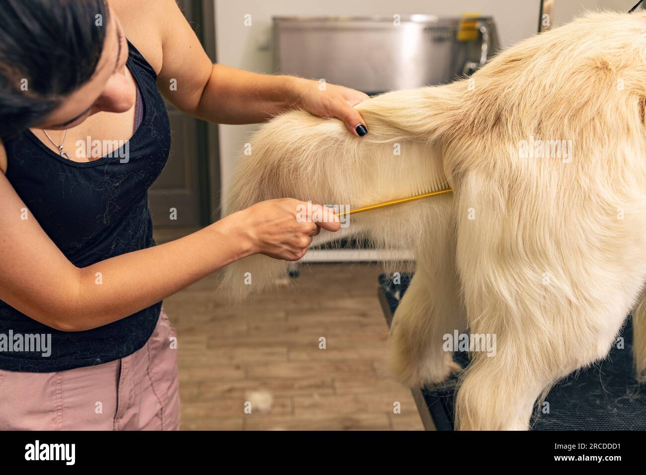 Weibliche Bräutigame, die goldene Retriever im Friseursalon putzt. Stockfoto