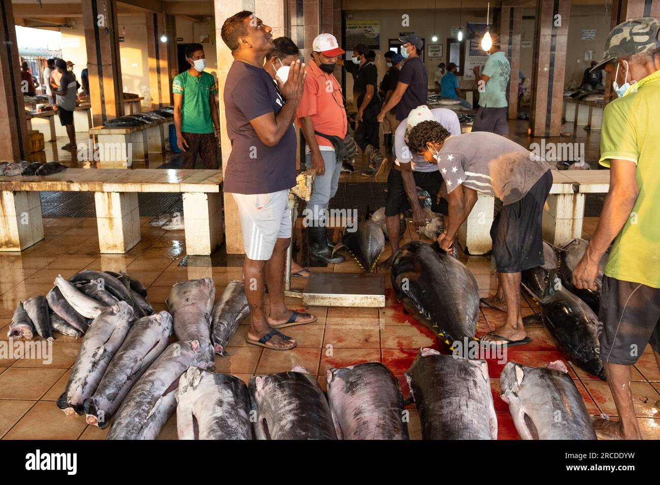 Fischmarkt in Negombo, Sri Lanka Stockfoto