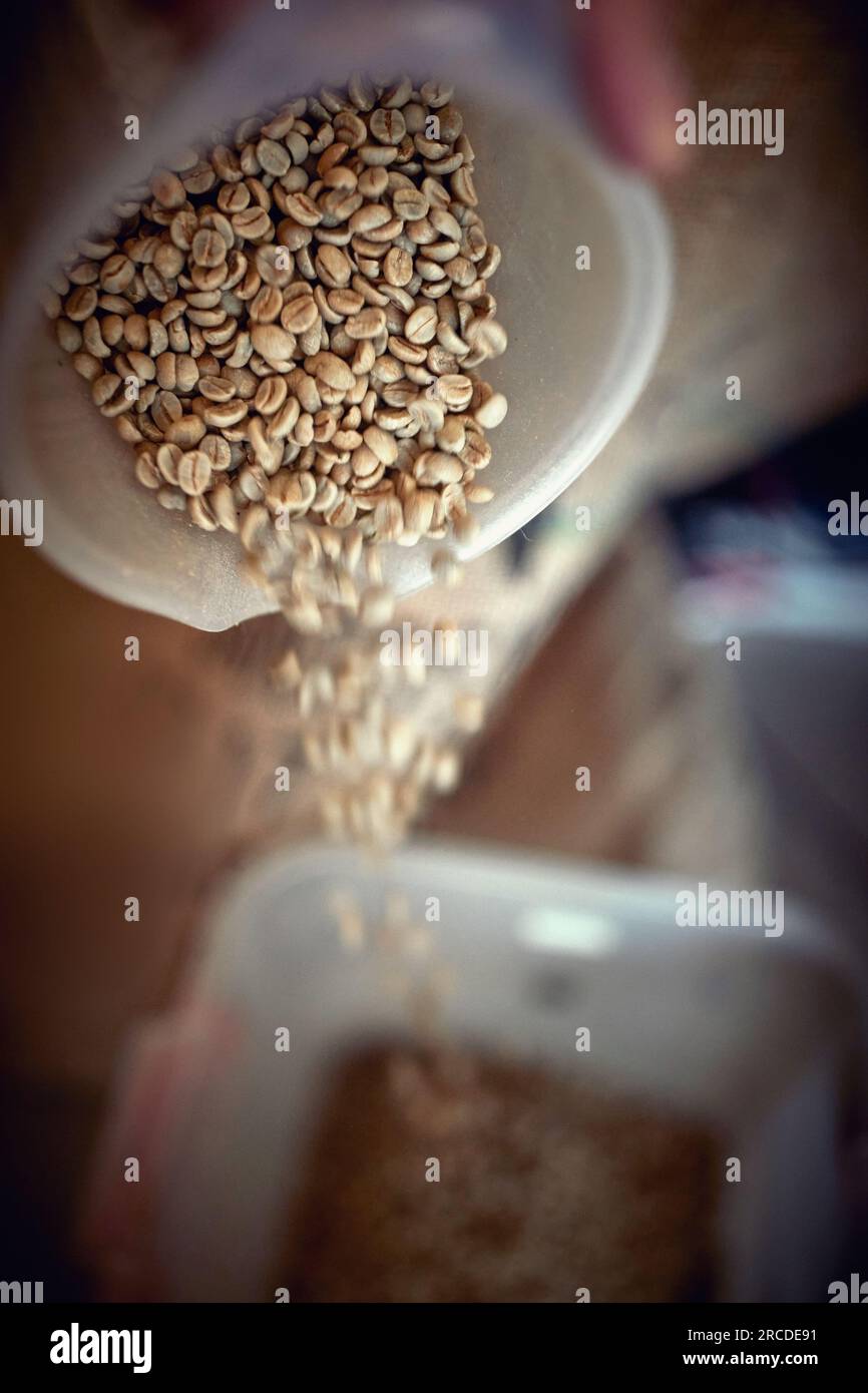 Nahaufnahme von vollkörnigem frischem Kaffee, der von einem Gericht zum anderen gebracht wird Stockfoto