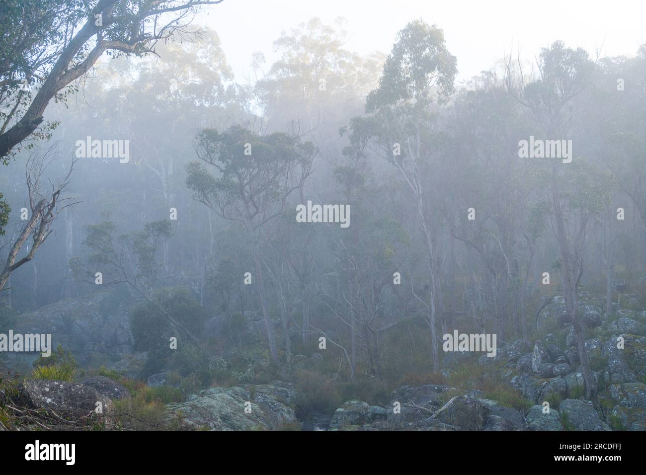 Bäume im Nebel am Ufer des Glen Elgin Creek, New England Tablelands, NSW Australien Stockfoto