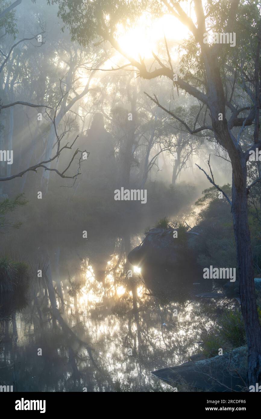 Sonnenlicht filtriert durch den frühen Morgennebel. Glen Elgin Creek, New England Tablelands, NSW Australien Stockfoto