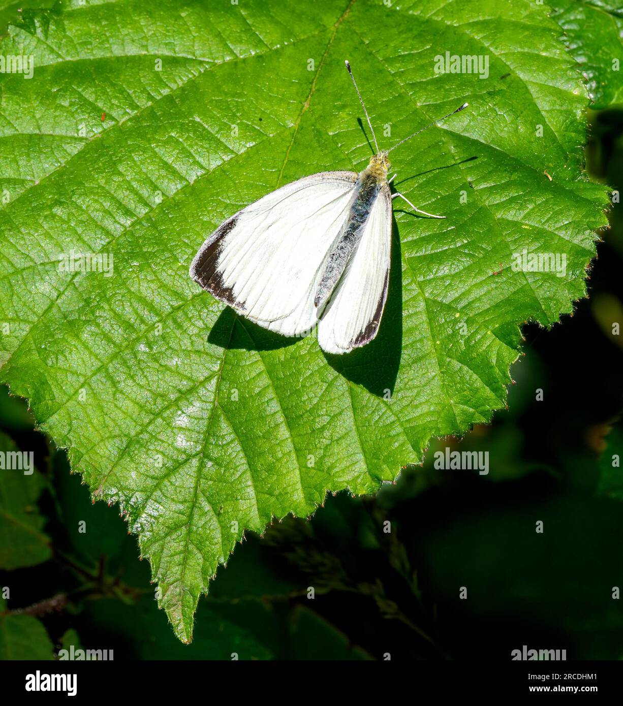 Männlicher großer weißer Pieris brassicae, der sich auf einem Bromble-Blatt sonnt, mit halb geöffneten Flügeln, um die Temperatur zu regulieren – Somerset UK Stockfoto