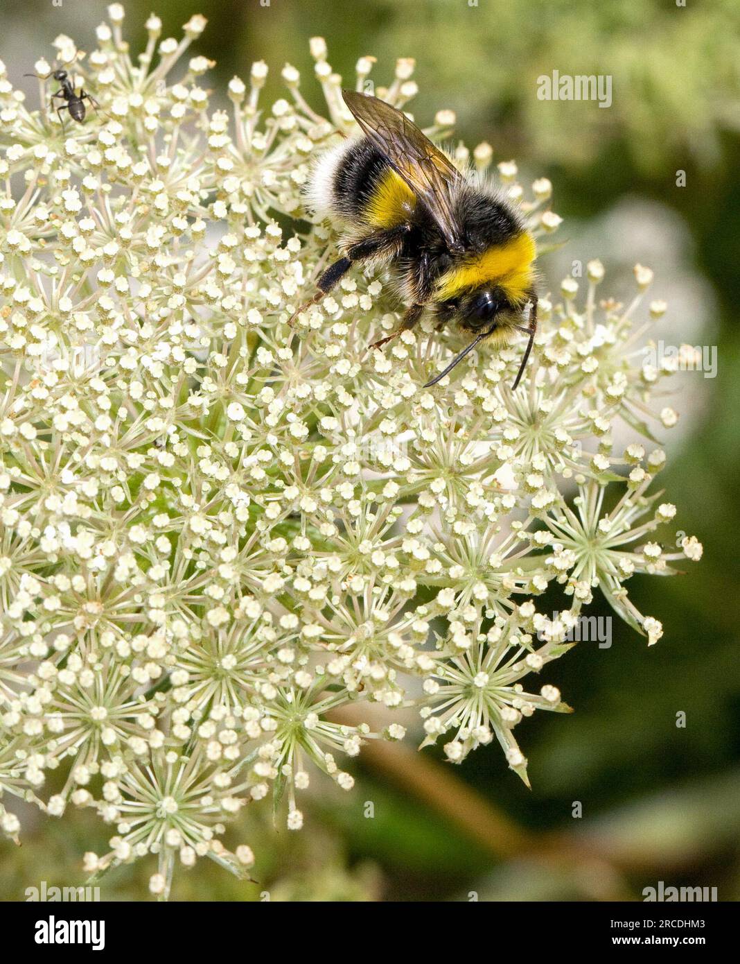 Weißschwanz-Bumblebee Bombus lucorum, das sich von wilder Karotte ernährt Stockfoto