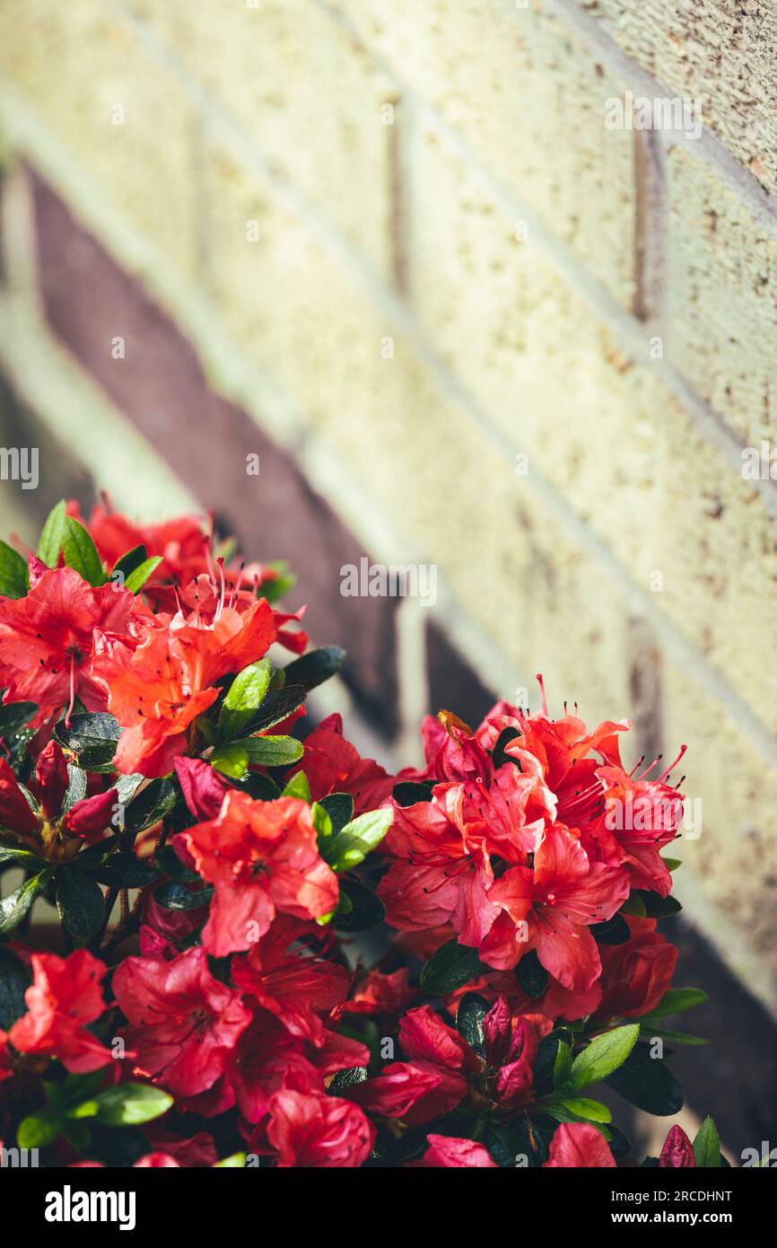 Rote Azela japonica-Blumen im Topf neben der Ziegelwand Stockfoto