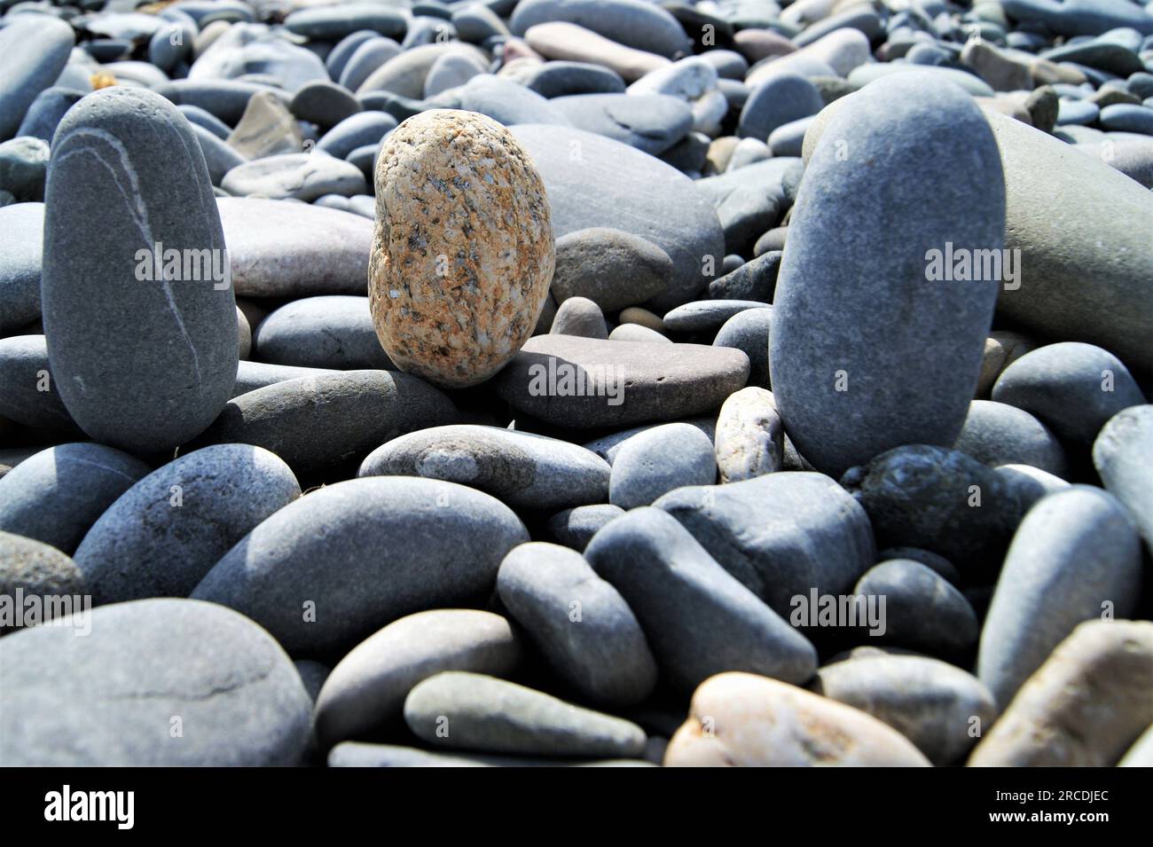 Kieselsteine am Strand an einem sonnigen Tag. Drei ovale Kieselsteine an einem felsigen Strand. Stockfoto
