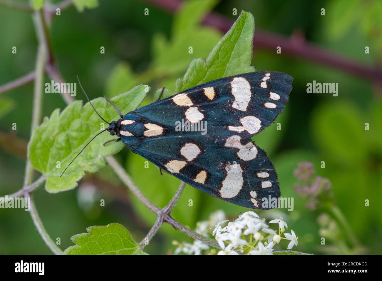 Scarlet Tigermoth (Callimorpha dominula) in Hampshire, England, Großbritannien Stockfoto