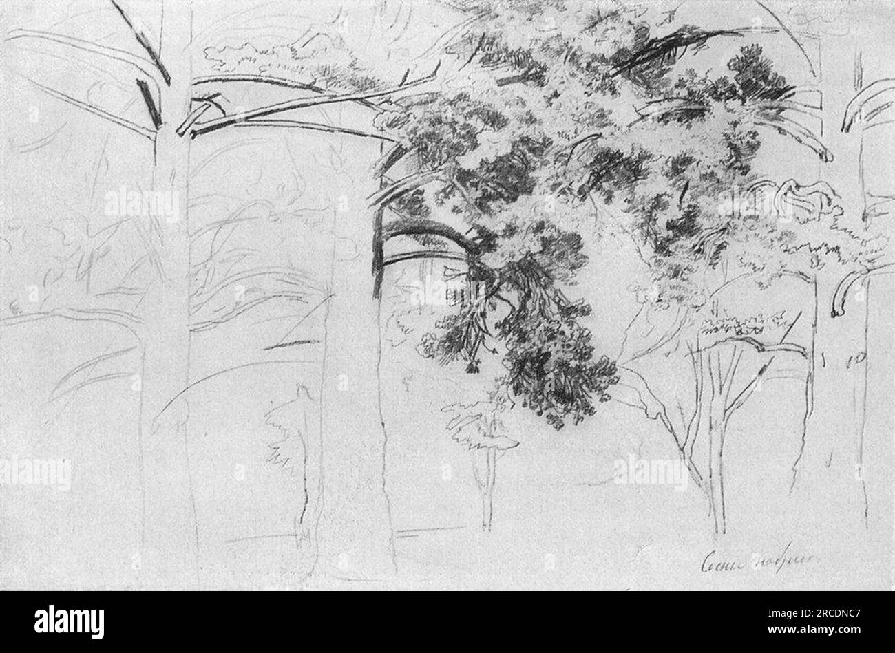 Pines 1895 von Ivan Shishkin Stockfoto