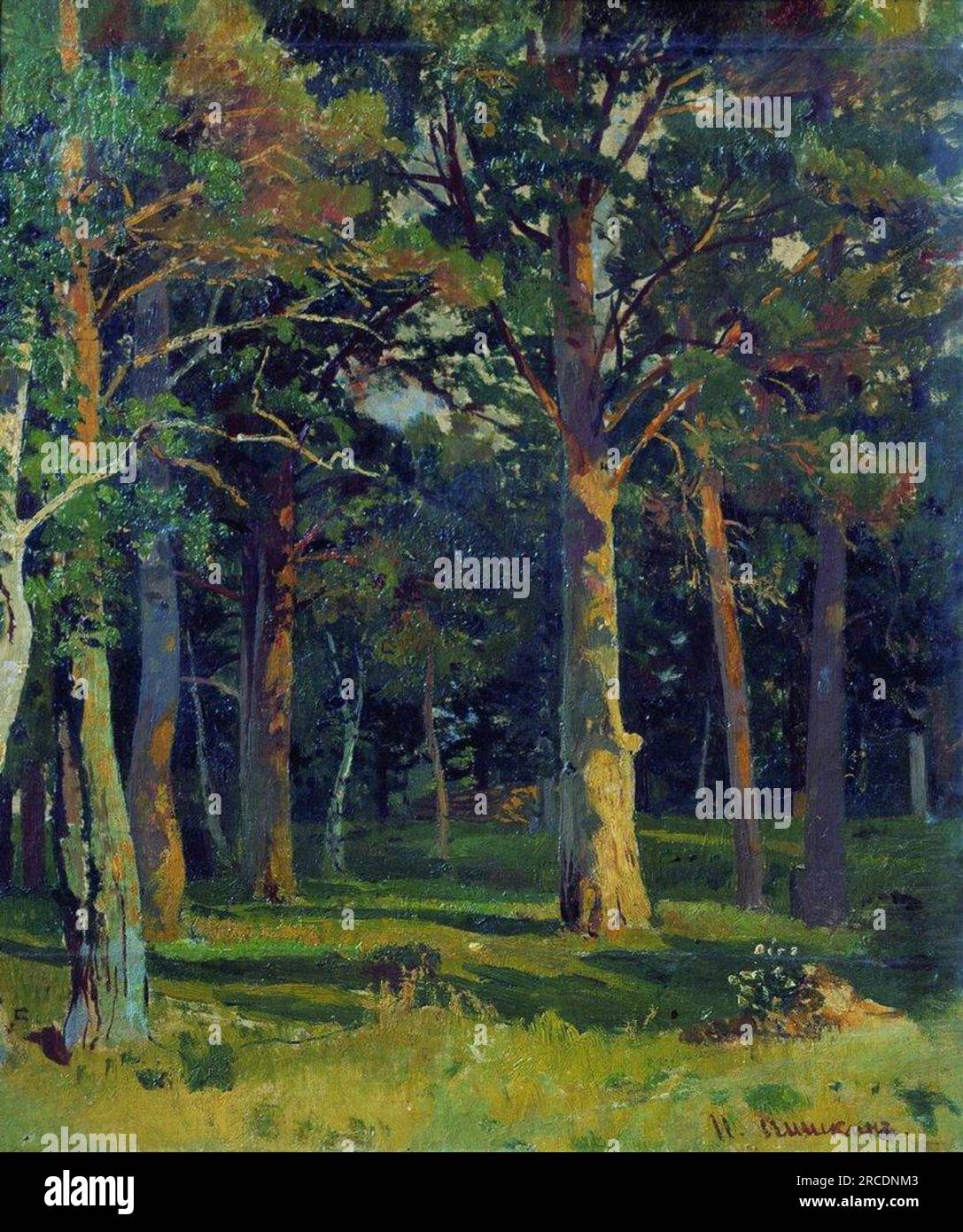 Wald, Kiefer von Ivan Shishkin Stockfoto