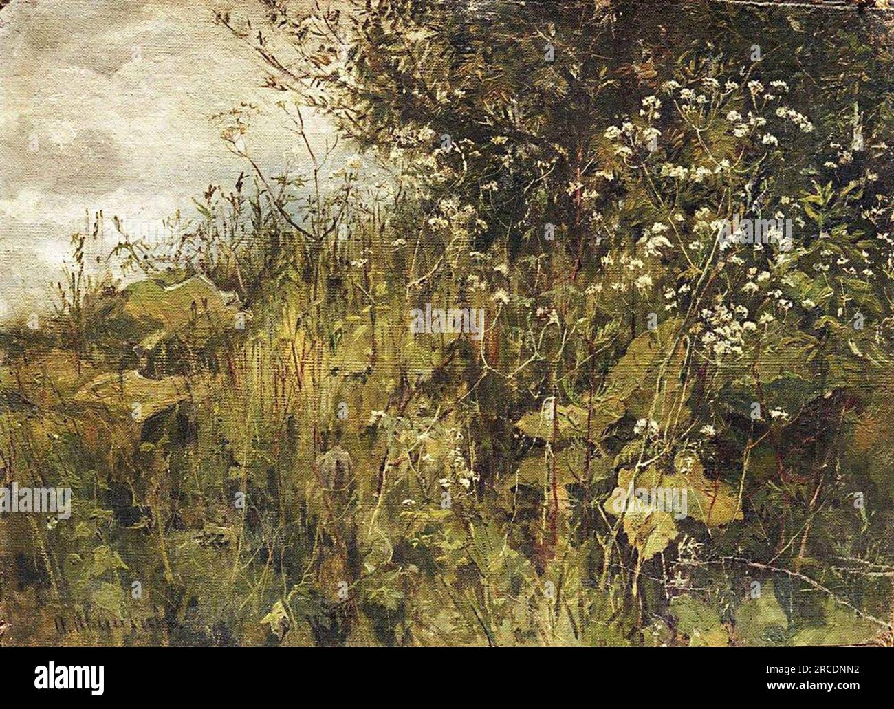 Goutweed-Grass von Ivan Shishkin Stockfoto