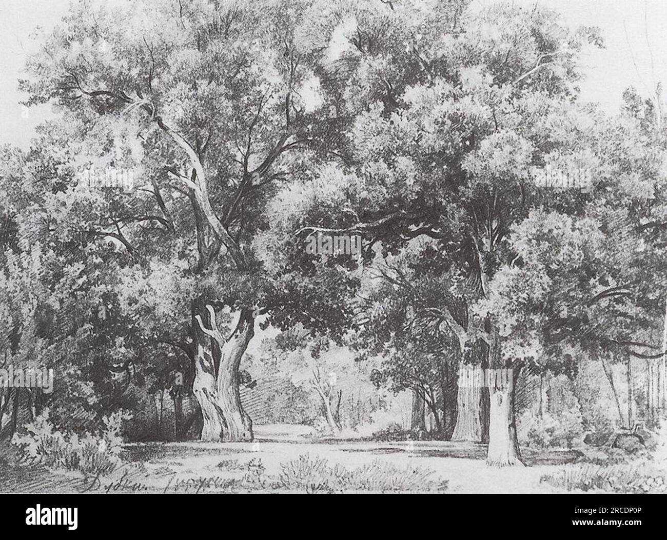 Oaks 1857 von Ivan Shishkin Stockfoto