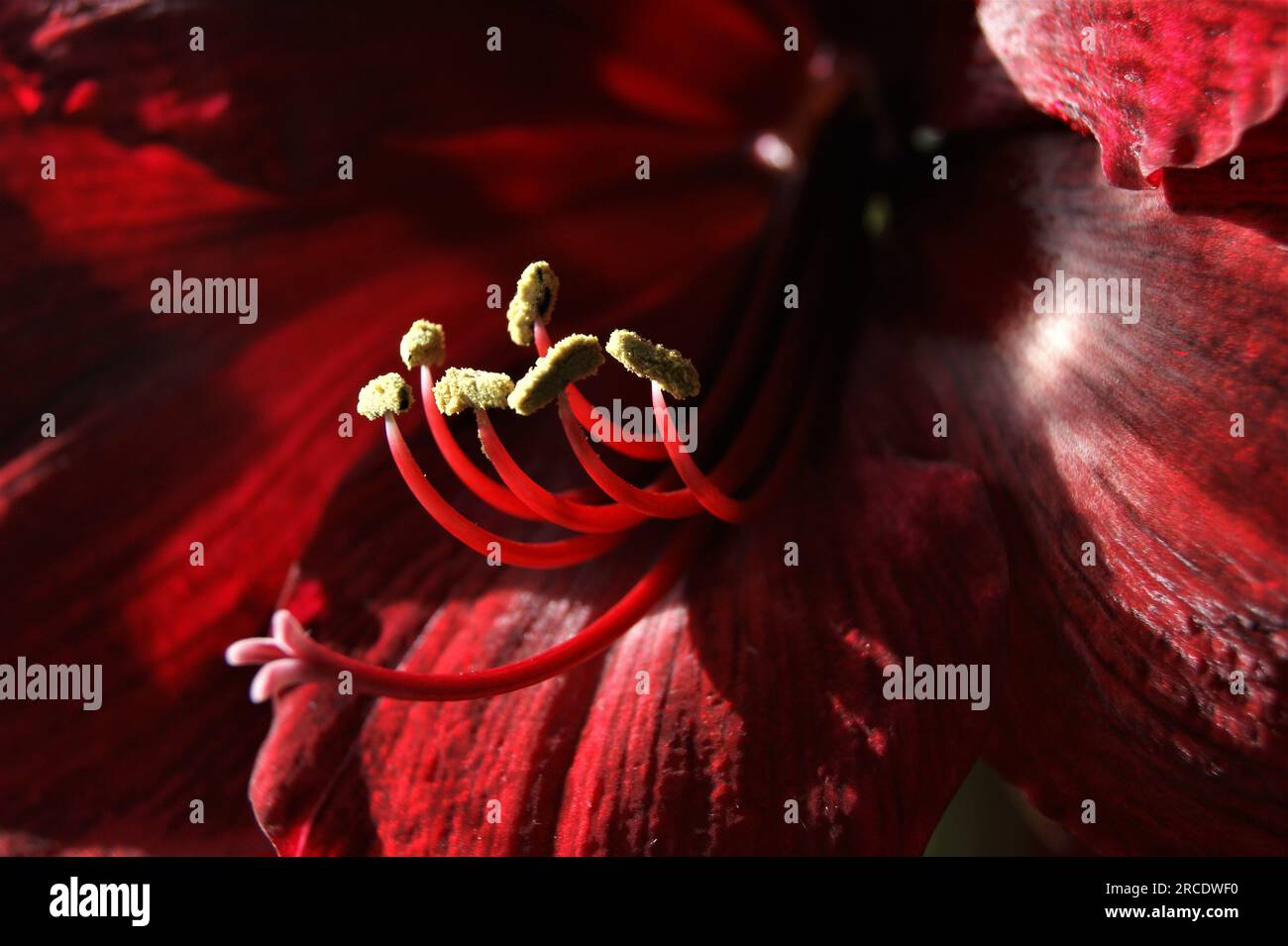 Dunkelrote Blume Nahaufnahme der Hintergrundstruktur. Amaryllis. Stockfoto