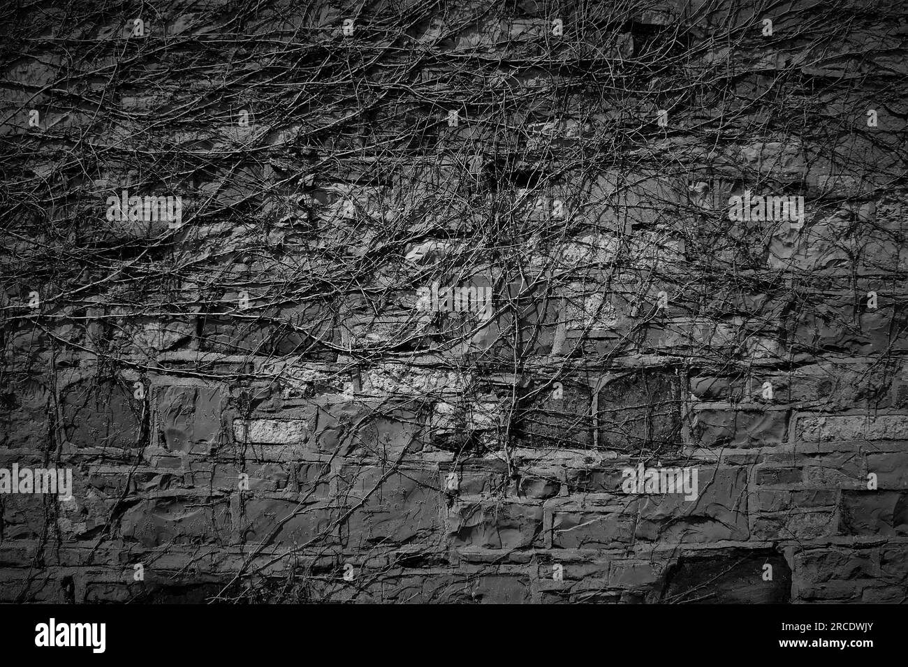 Schwarzer und weißer Hintergrund. Eine Wand mit Kriechern. Dekorative Wand aus Natursteinen. Stockfoto