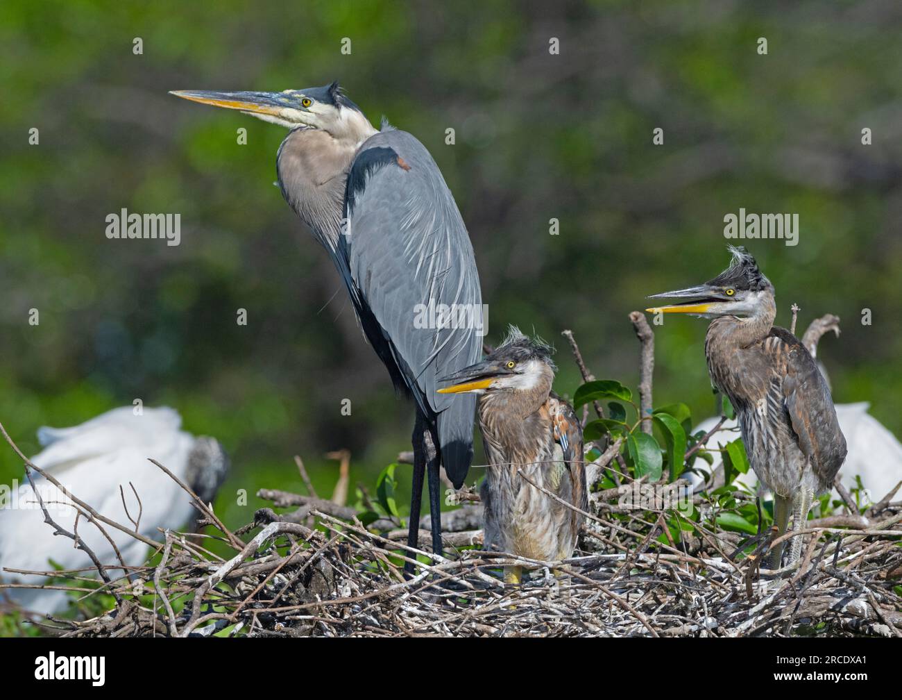 Großer Blaureiher (Ardea herodias). Nistplatz in den Wakodahatchee Wetlands, Palm Beach County, Florida. Stockfoto