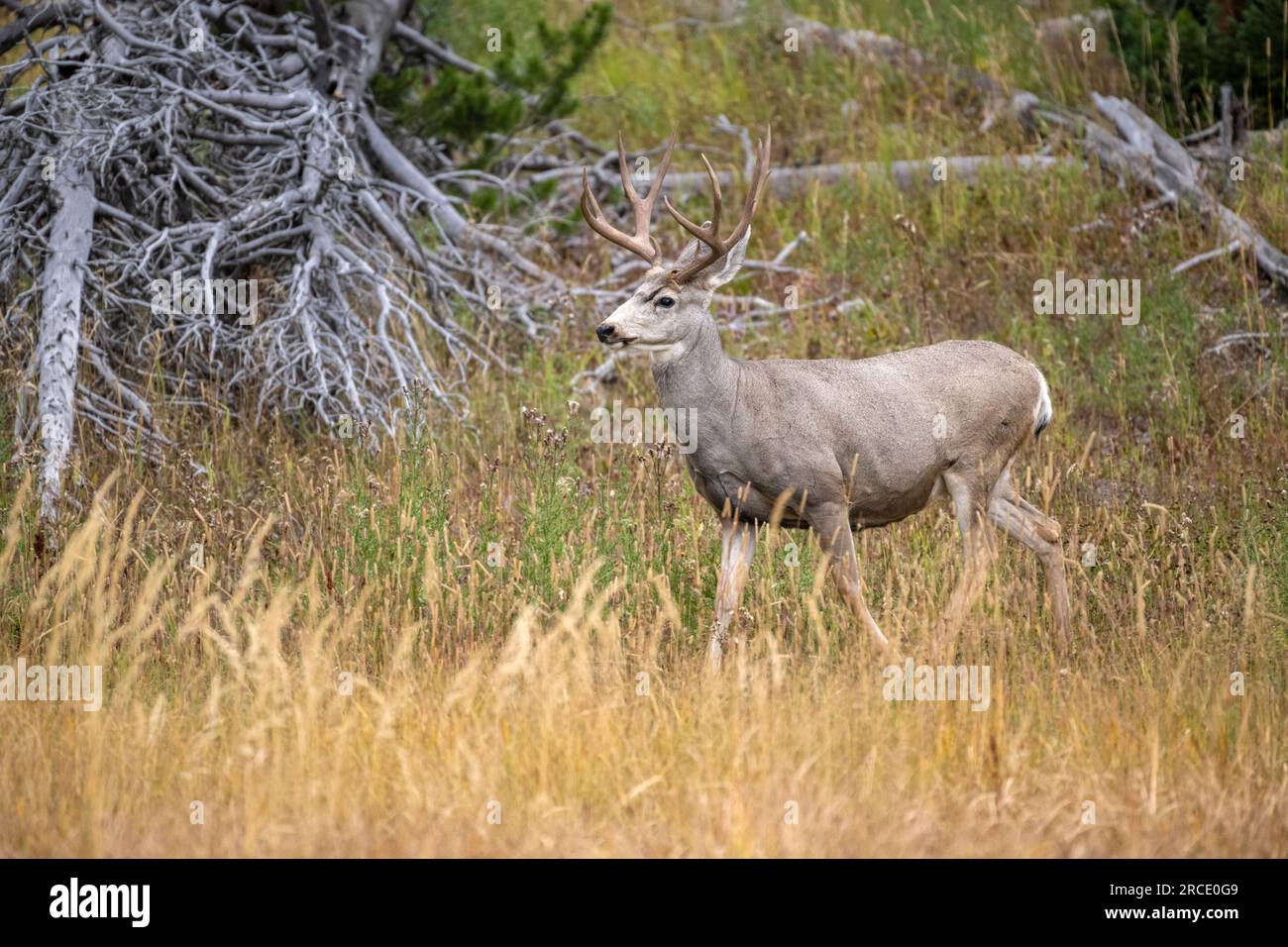 Das Maultier (Odocoileus hemionus). Reifer Buck. Yellowstone-Nationalpark, Wyoming, USA. Stockfoto
