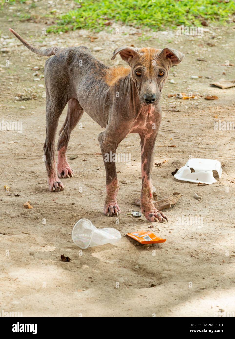 Kahl, männlicher Hund in erbärmlichem Zustand, mit nur sehr kleiner Haarabdeckung auf dem Rücken, lebt auf einem öffentlichen Friedhof, sehr vorsichtig und untergewichtig, aber mit schöner Schönheit Stockfoto