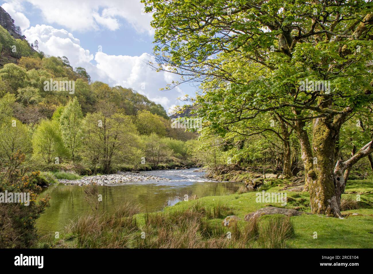 Afon Glaslyn „River Glaslyn“, wenn er in der Nähe von Beddgelert, Snowdonia National Park, Eryri National Park, North Wales, Großbritannien passiert Stockfoto