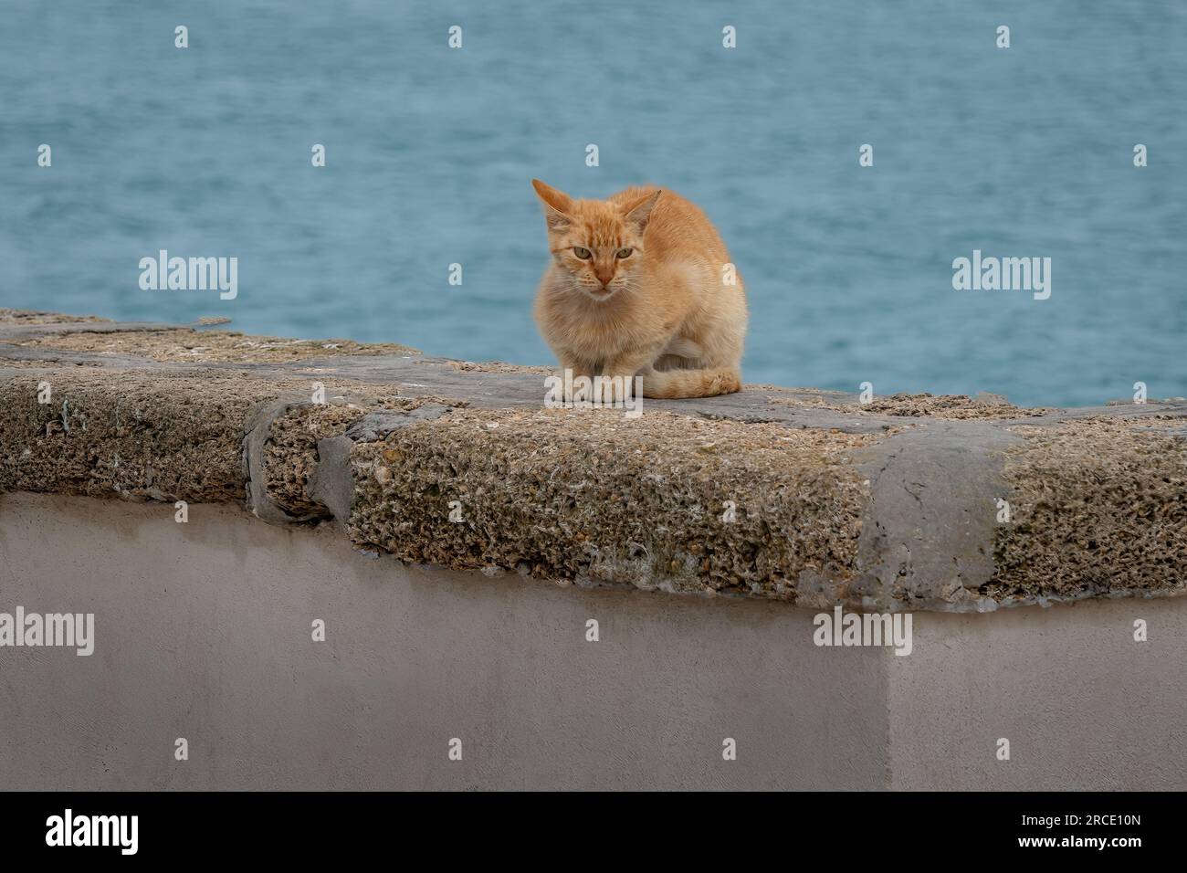 Orangenkatze auf einer Mauer am Meer Stockfoto