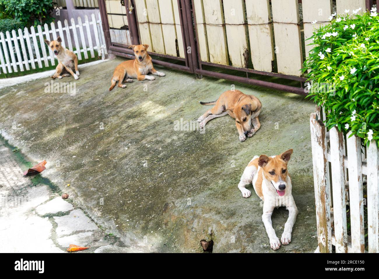 Vier wunderschöne philippinische Hündchen, streichelnde Eckzähne, Schutz vor der heißen Nachmittagssonne, wahrscheinlich verwandt, sitzen in einer Reihe auf einer Auffahrt, beim sid Stockfoto
