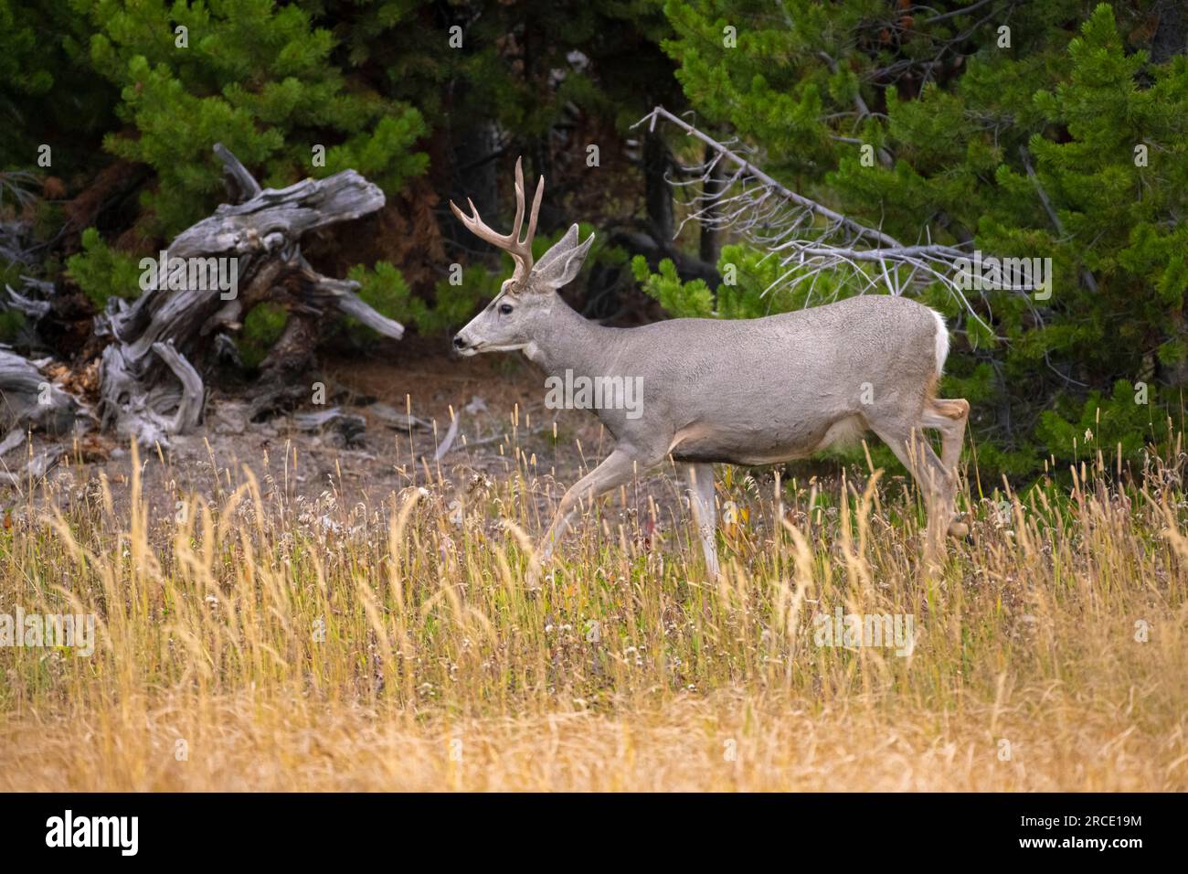 Das Maultier (Odocoileus hemionus). Reifer Buck. Yellowstone-Nationalpark, Wyoming, USA. Stockfoto
