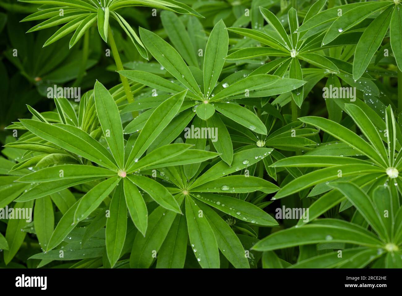 Lupinen (Lupinus) auf dem Blumenbeet des englischen Landgartens (mehrjährige Pflanzen aus der Nähe, Regentropfen auf Flugblättern, sternförmig) - West Yorkshire, England, Großbritannien. Stockfoto