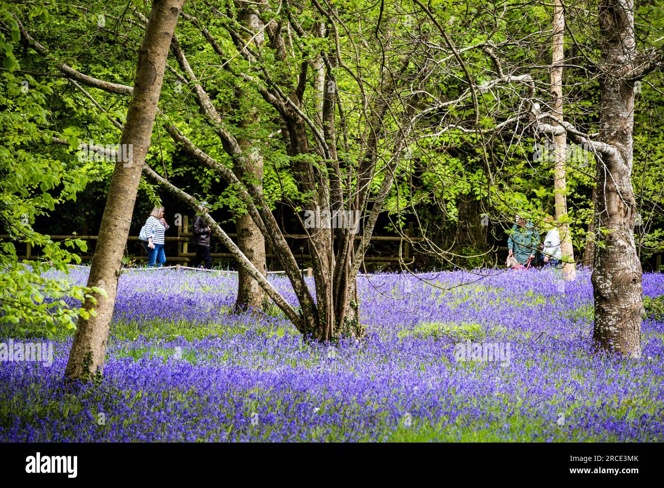 Ein Feld des Common English Bluebells Hyacinthoides ohne Schriftzug in der ruhigen Gegend; historisches Parc Lye Gebiet in Enys Gardens in Penryn in Cornwall im Vereinigten Königreich. Stockfoto