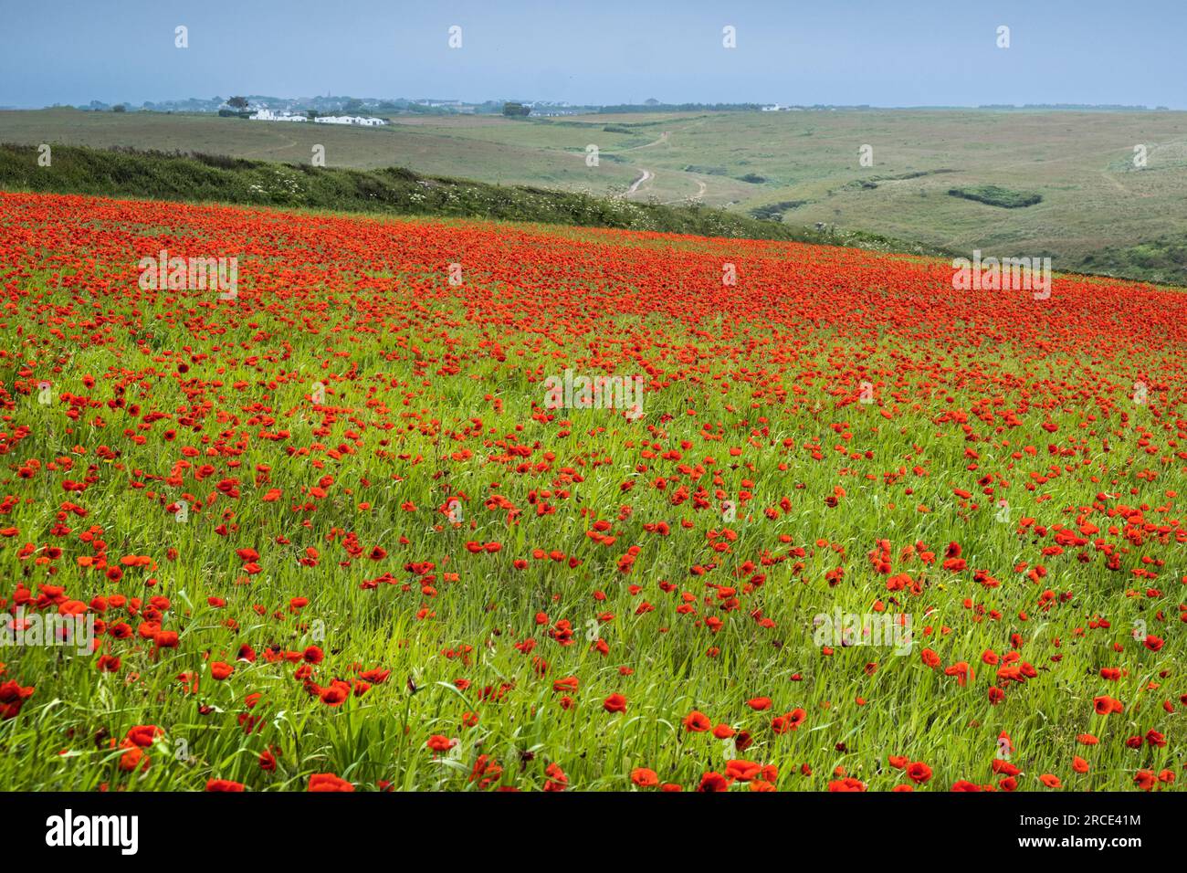 Der atemberaubende Anblick eines Feldes voller Common Poppies Papaver Rhoeas an der Küste von Crantock Bay in Newquay in Cornwall, Großbritannien in Europa. Stockfoto