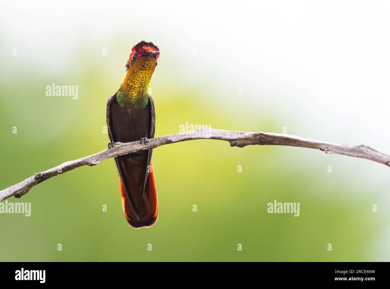Exotischer Ruby-Topaz-Kolibri, Chrysolampis-Moskitus, der auf einem Zweig mit pastellfarbenem Hintergrund sitzt. Stockfoto